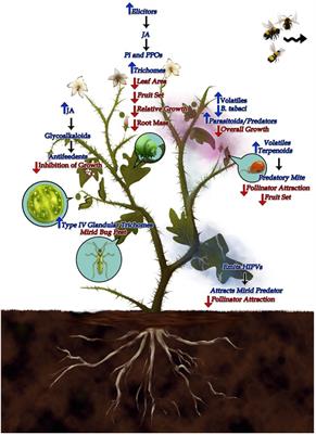 Revisiting plant defense-fitness trade-off hypotheses using Solanum as a model genus